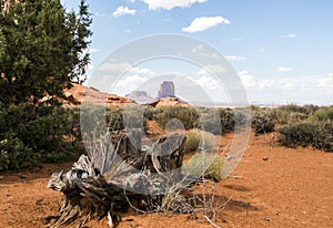 Tree trunk, Monument Valley panorama - Arizona, AZ