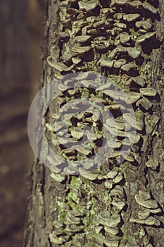 Tree trunk with moss growing vertically