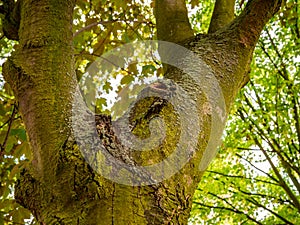 Tree trunk with moss and lichen