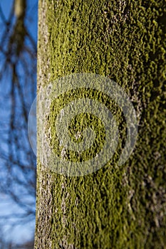 Tree Trunk with Moss or Lichen