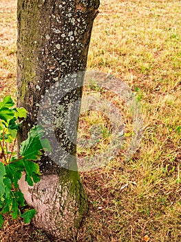 Tree trunk with moss and lichen on dry meadow