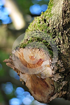 Tree trunk with moss and lichen photo