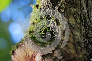 Tree trunk with moss and lichen photo