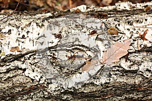 tree trunk with moss and lichen