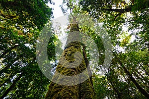 Tree trunk with moss and orchid in rainforest under view at Doi