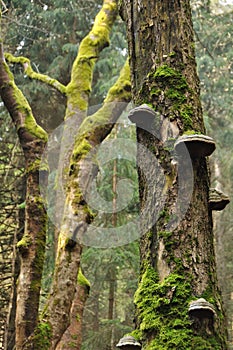 Tree trunk with moss and polypore
