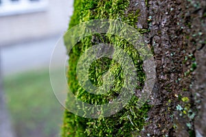 A tree trunk with moss on it and a sky background