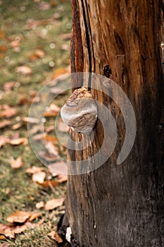 Tree trunk. Mushroom on the tree. Tree bark. Close-up. Side view. Tree trunk isolated. This has a clipping path. Tree trunk in a