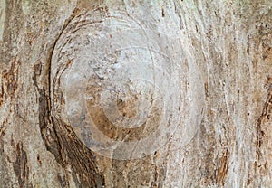 tree trunk nature. bark texture pattern wood for background image horizontal