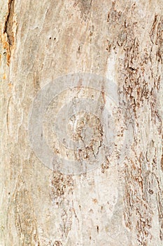 Tree trunk nature. bark texture pattern wood for background image vertical