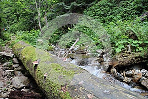 Tree trunk near brook in Via ferrata of Mountain rescue service near Martin town