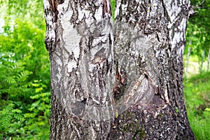 Tree trunk. Old birch. texture