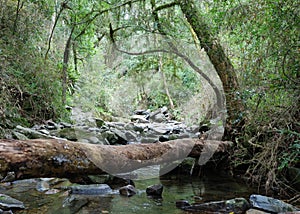 Tree trunk over stream in tropical forest