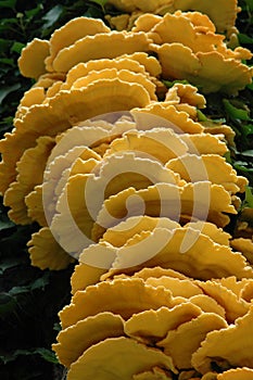 Laetiporus Sulphureus yellow tree fungus photo