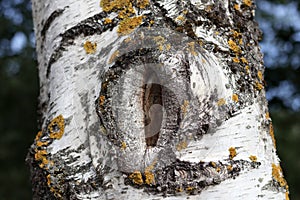 .a tree trunk with an overgrown broken branch