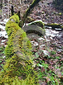 Tree trunk overgrown with green moss