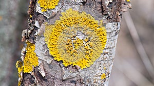 tree trunk overgrown with lichen in spring