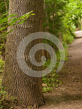 Tree Trunk on Path