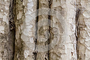 Tree trunk photo texture. Natural wood background. Pale timber with weathered bark. Faded wooden backdrop.