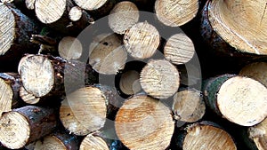 Tree trunk pile in the forest