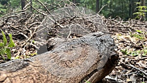 Tree trunk podium with a background of cut tree branches