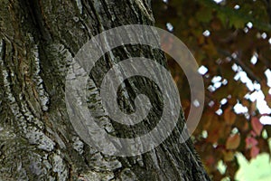 A tree trunk with a pronounced bark texture