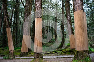 Tree trunk protection with bamboo mat