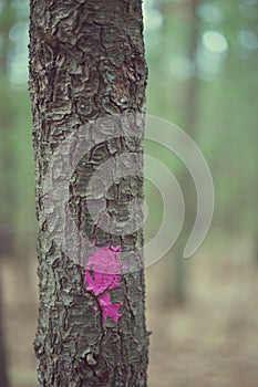 Tree trunk with purple paint dot