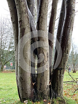 Tree Trunk in a raining day