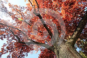 Tree trunk with red fall leaves and blue sky