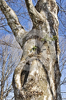 Tree trunk resembling a pregnant woman