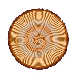 Tree trunk rings vector texture