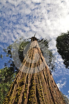 Tree trunk rising up to infinity