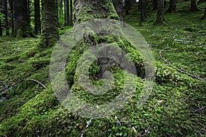 Tree trunk with roots covered with moss growing on forest floor