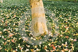 Tree trunk and roots on green lawn