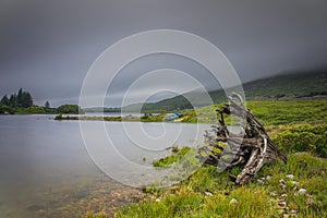 Tree trunk with roots and paddle boat on the edge of Ballynahinch Lake in Connemara