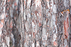 A tree trunk with a rough bark