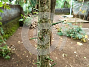 A tree trunk with rough bark is covered in a vibrant.