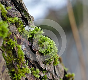 Tree trunk with rough bark, green moss and little patch of ice