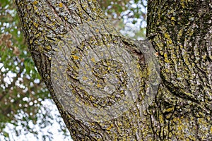 tree trunk - rough bark and moss - blurred background