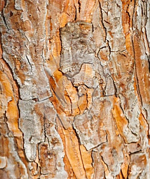 A tree trunk with a rough bark