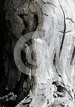 A tree trunk with a rough texture and a few holes