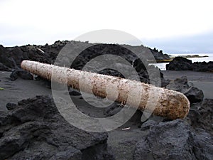 Tree trunk in sand on Jan Mayen island