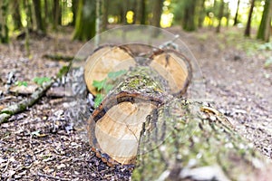 Tree trunk sawed