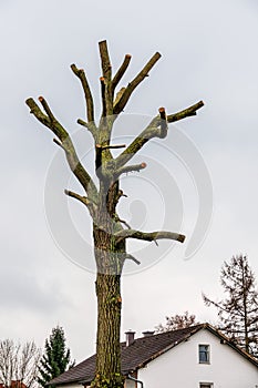 Tree trunk with sawed-off branches