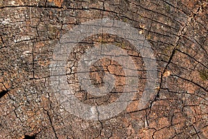 tree trunk scored surface texture background