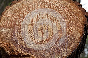 Tree trunk section of the trunk with annual rings