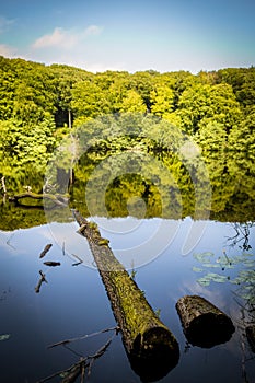 Tree trunk in a see and forrest reflection