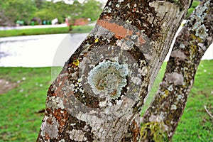 On the tree trunk several lichens photo
