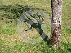 Tree trunk  and the shadow of its branches